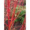 CORNUS alba BATON ROUGE