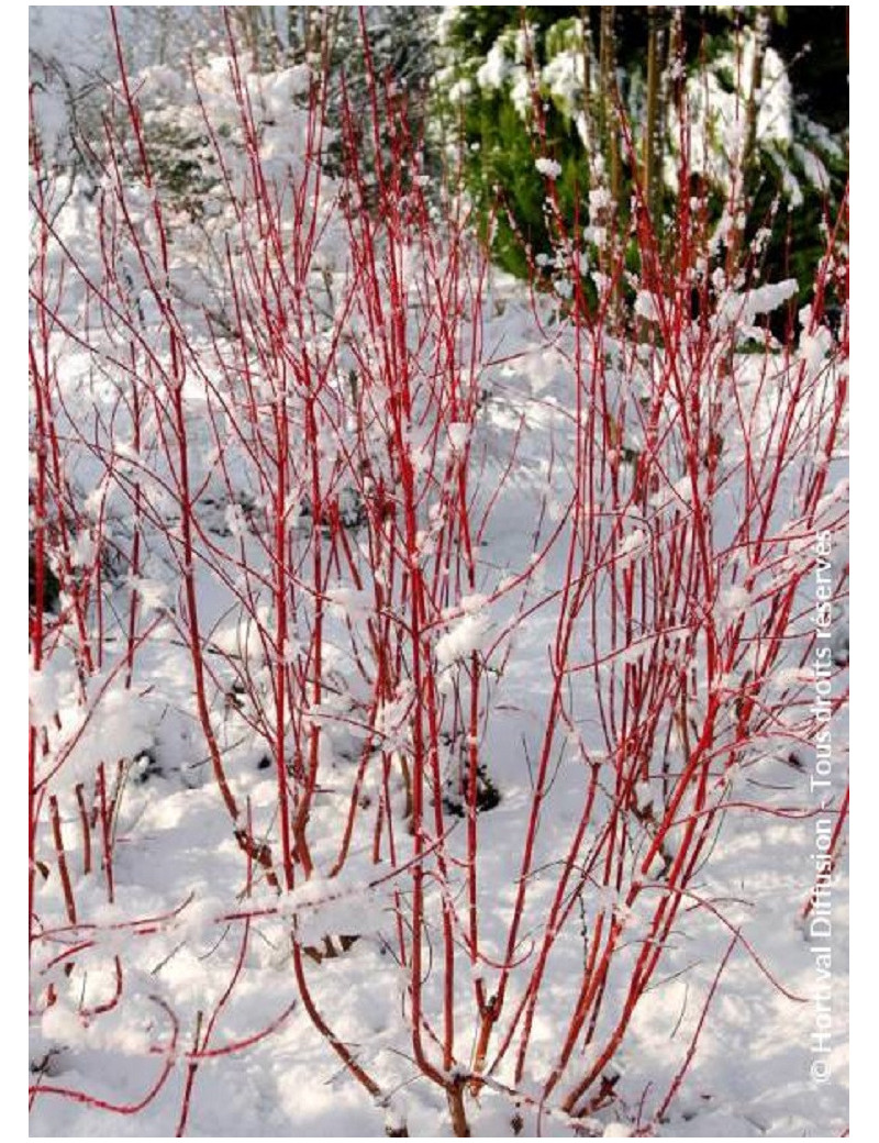 CORNUS alba BATON ROUGE