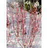 CORNUS alba BATON ROUGE