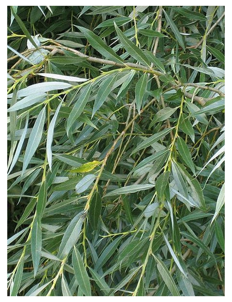 SALIX alba LIEMPDE