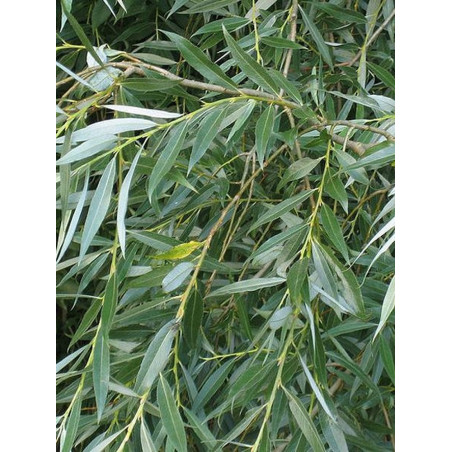 SALIX alba LIEMPDE