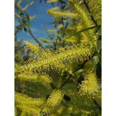 SALIX alba LIEMPDE