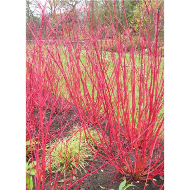 CORNUS alba ELEGANTISSIMA