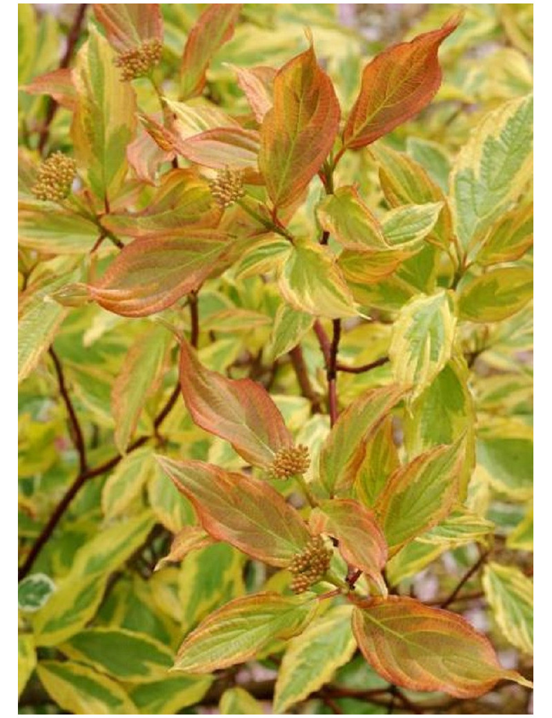 CORNUS alba GOUCHAULTII