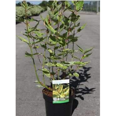 CORNUS alba GOUCHAULTII En pot de 3-4 litres