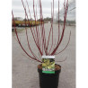 CORNUS alba GOUCHAULTII En pot de 3-4 litres