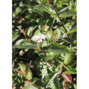 CORNUS alba KESSELRINGII