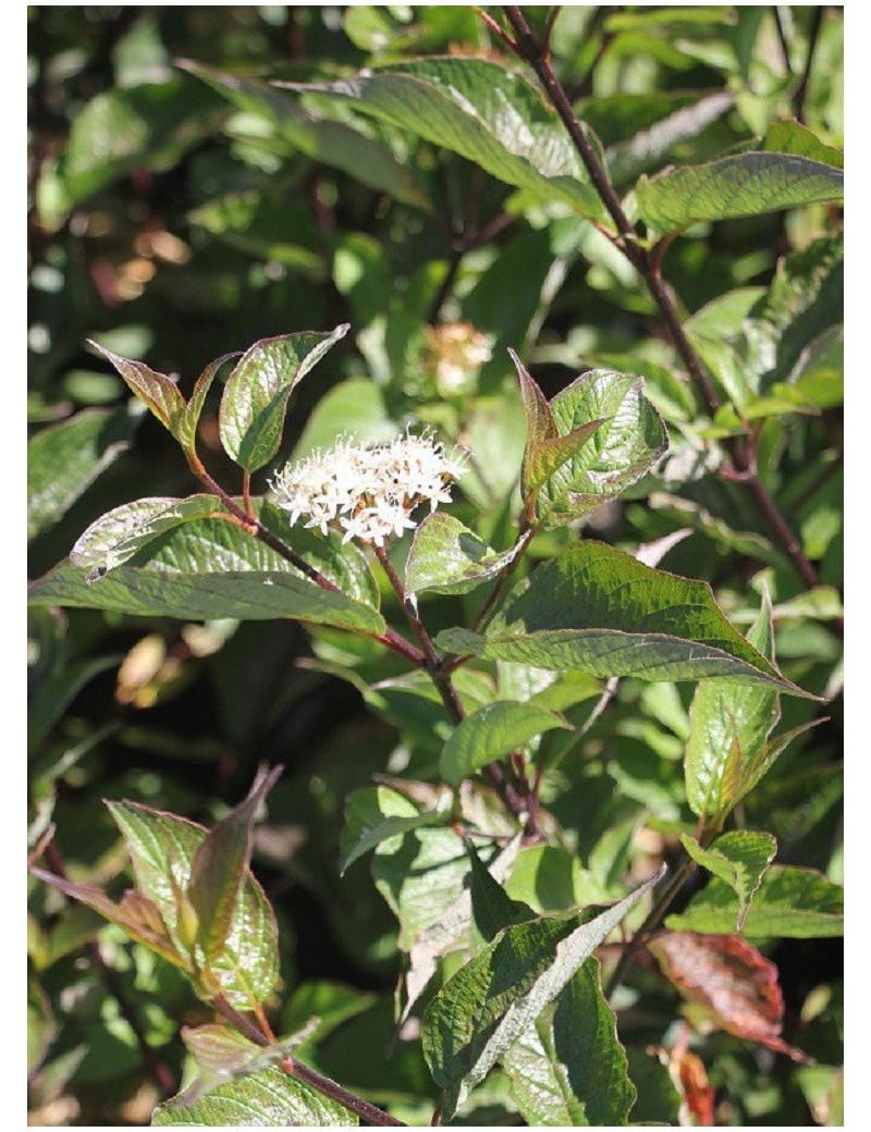 CORNUS alba KESSELRINGII