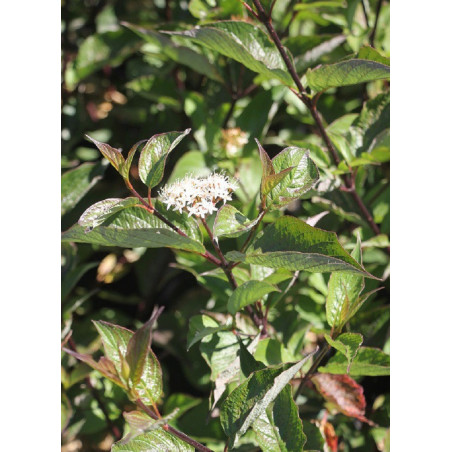 CORNUS alba KESSELRINGII