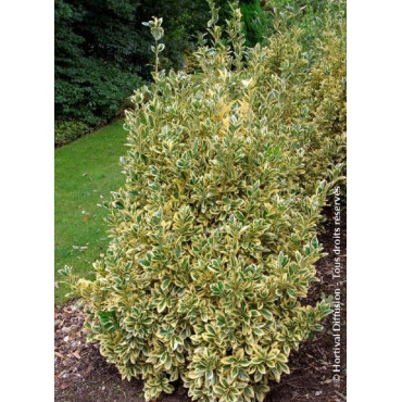 EUONYMUS japonicus BRAVO