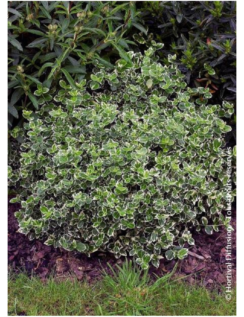 EUONYMUS fortunei EMERALD GAIETY