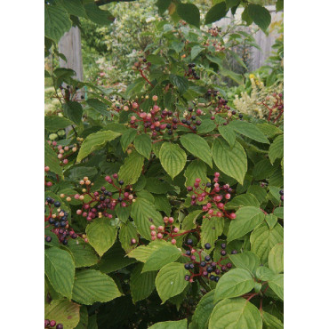 CORNUS alternifolia