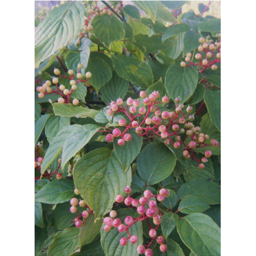 CORNUS alternifolia