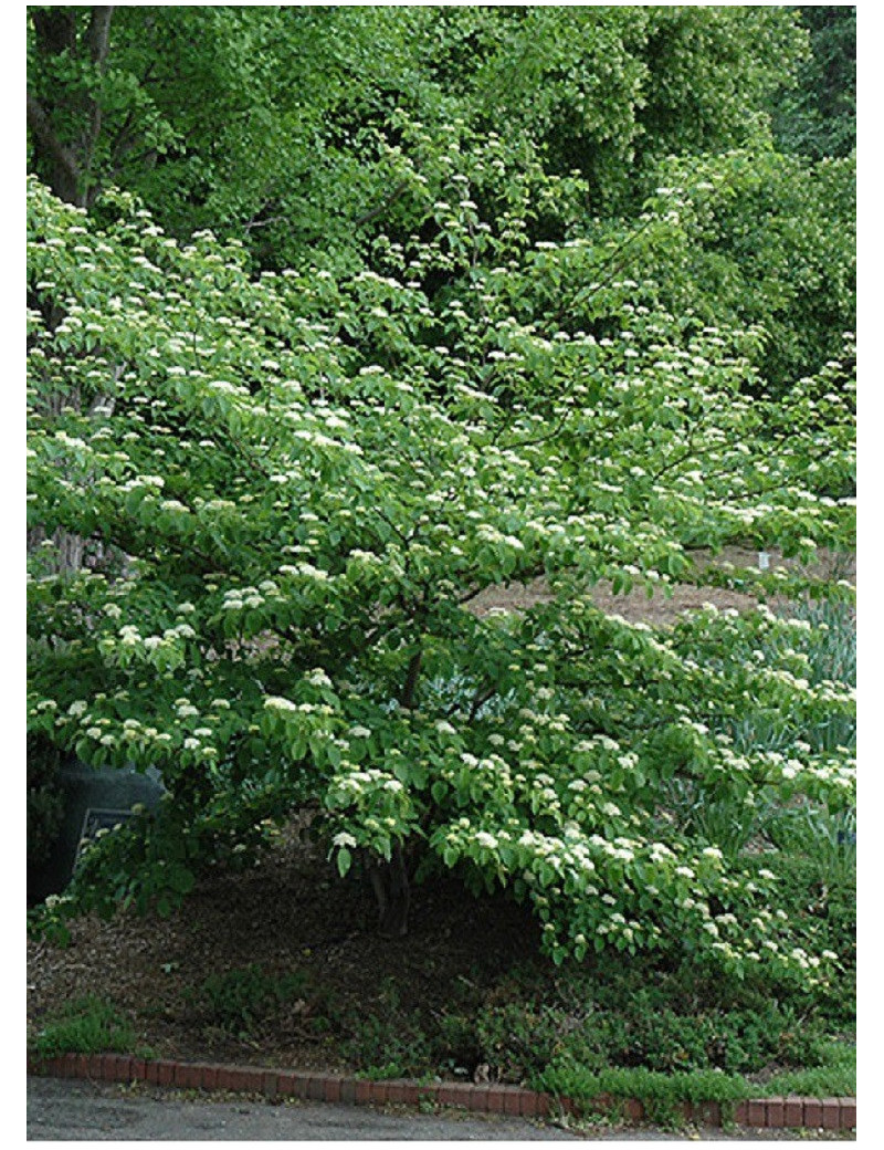 CORNUS alternifolia