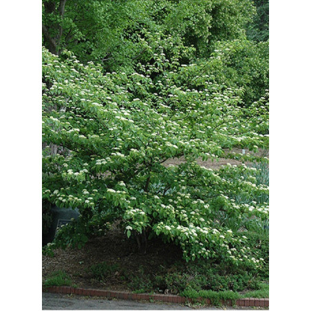 CORNUS alternifolia