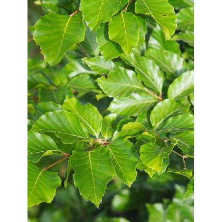 FAGUS sylvatica