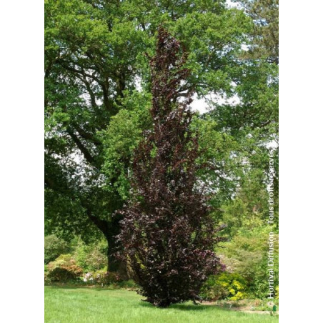 FAGUS sylvatica DAWYCK PURPLE