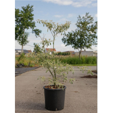 CORNUS alternifolia ARGENTEA En pot de 25-30 litres