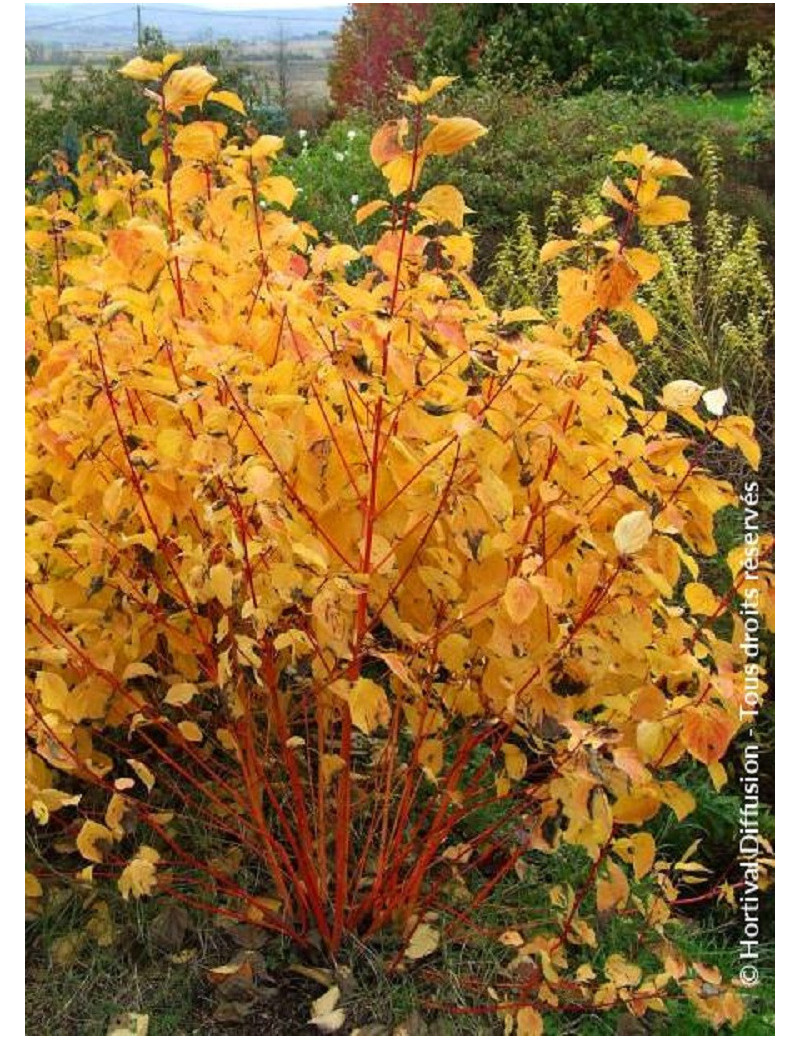 CORNUS sanguinea MAGIC FLAME