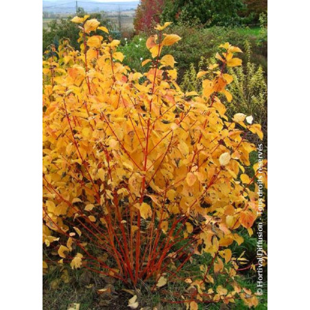 CORNUS sanguinea MAGIC FLAME