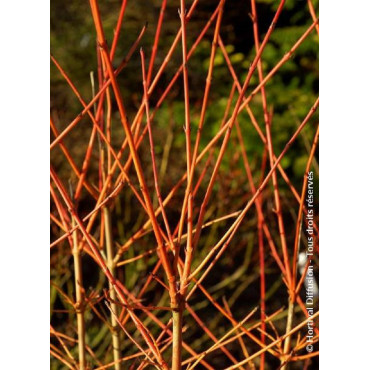 CORNUS sanguinea MAGIC FLAME