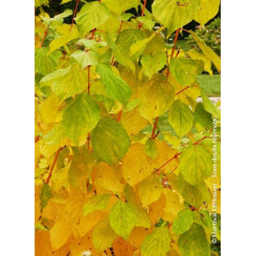 CORNUS sanguinea MAGIC FLAME