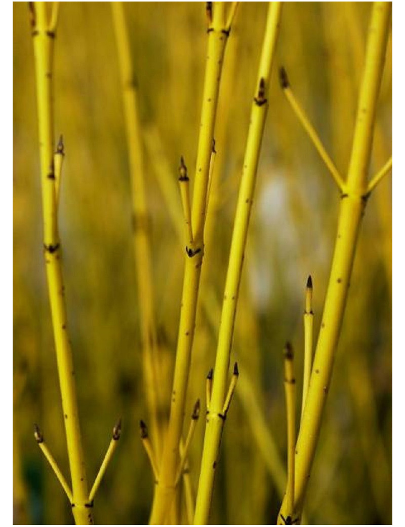 CORNUS sericea FLAVIRAMEA