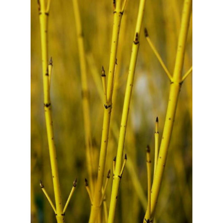 CORNUS sericea FLAVIRAMEA