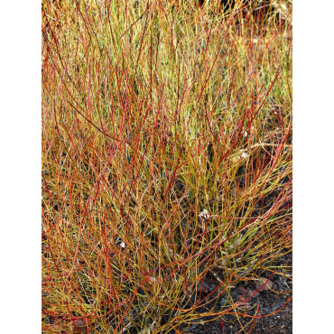 CORNUS sericea KELSEYI