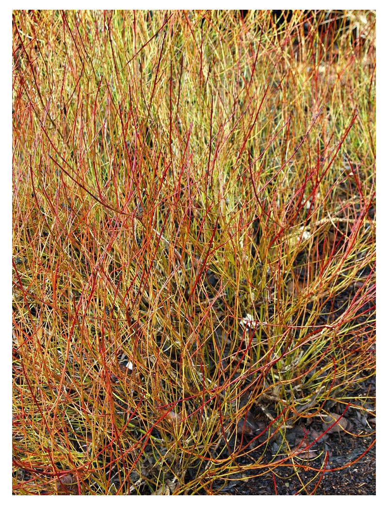 CORNUS sericea KELSEYI