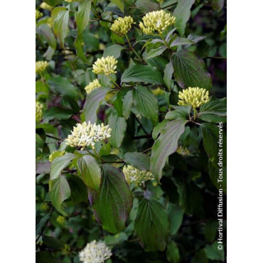 CORNUS sanguinea