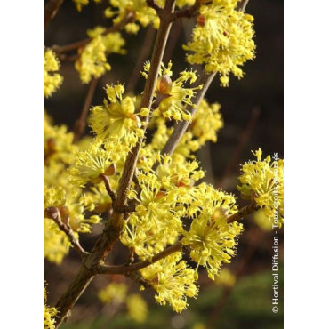 CORNUS officinalis