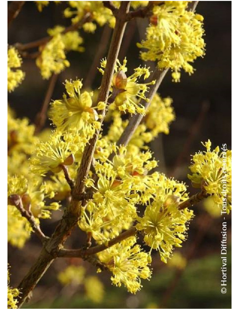 CORNUS officinalis