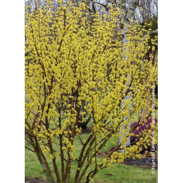 CORNUS officinalis