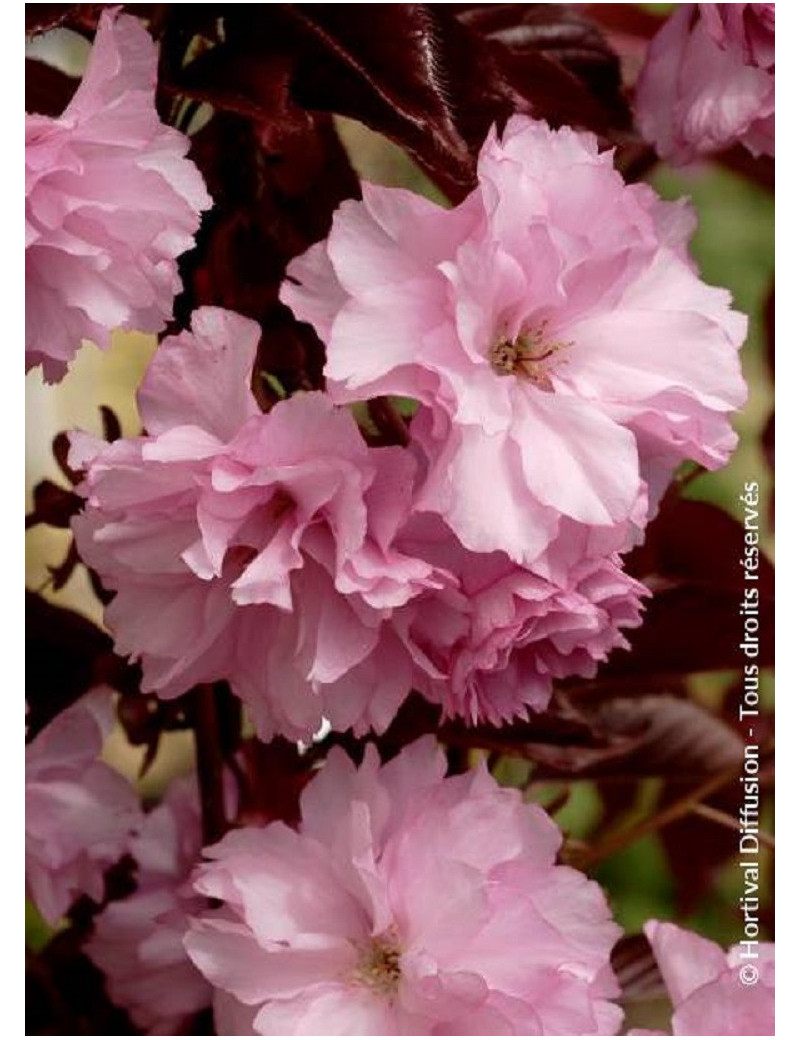 PRUNUS serrulata ROYAL BURGUNDY