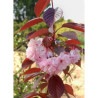 PRUNUS serrulata ROYAL BURGUNDY