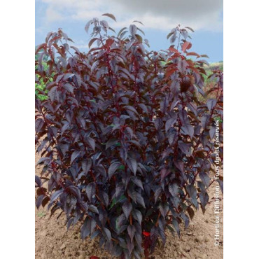 PRUNUS serrulata ROYAL BURGUNDY