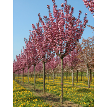 PRUNUS serrulata ROYAL BURGUNDY