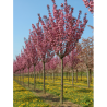 PRUNUS serrulata ROYAL BURGUNDY