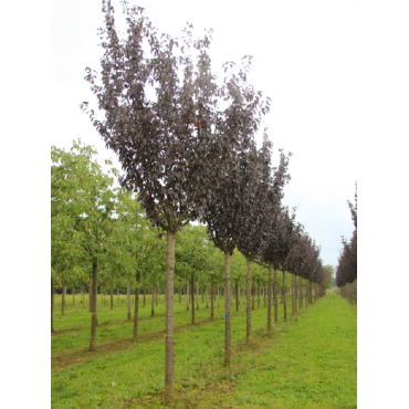 PRUNUS serrulata ROYAL BURGUNDY