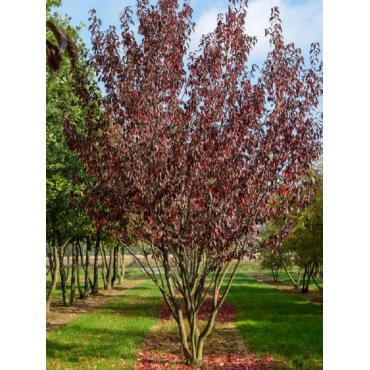 PRUNUS serrulata ROYAL BURGUNDY