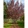 PRUNUS serrulata ROYAL BURGUNDY