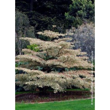 CORNUS controversa VARIEGATA