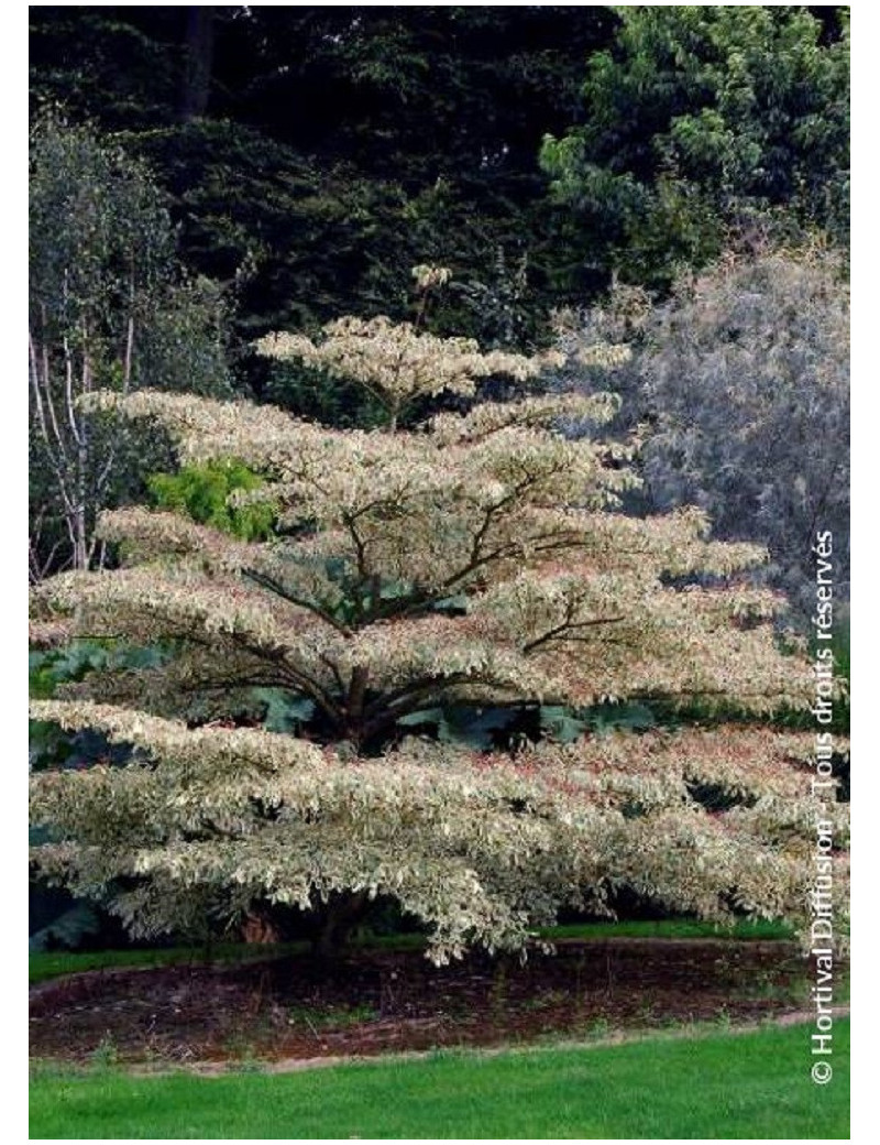 CORNUS controversa VARIEGATA