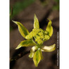 CORNUS controversa VARIEGATA