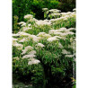 CORNUS controversa VARIEGATA