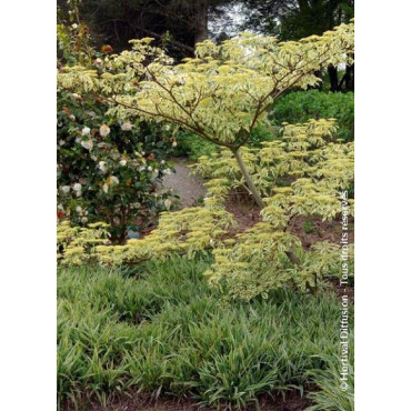 CORNUS controversa VARIEGATA