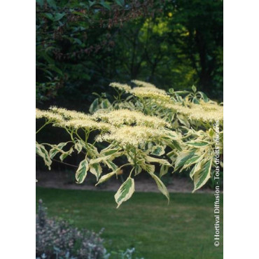 CORNUS controversa VARIEGATA