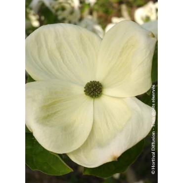 CORNUS EDDIE'S WHITE WONDER