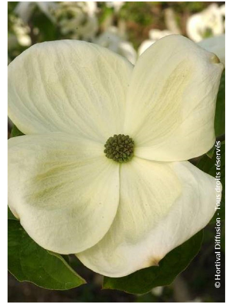 CORNUS EDDIE'S WHITE WONDER